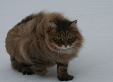 Sammy-2011-047.jpg